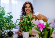 Как быстро и эффективно избавиться от мошек в цветочных горшках