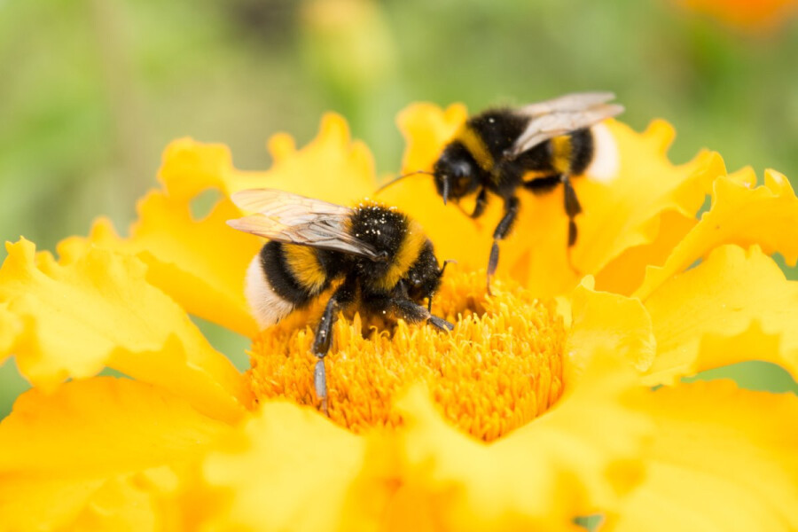 Как общаются пчелы