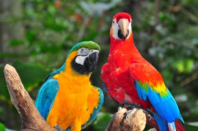 Почему в Бразилии нельзя продавать попугаев
