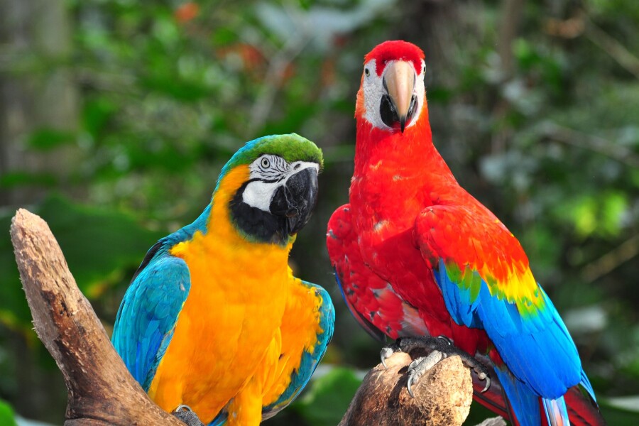 в Бразилии нельзя продавать попугаев