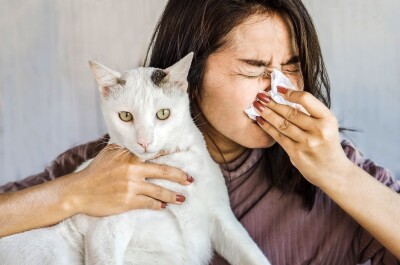 Как самостоятельно справиться с аллергией на кошек
