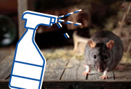 Практические способы как избавиться от мышей в частном доме навсегда