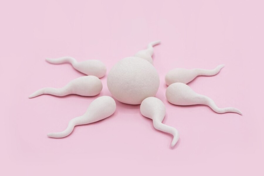 Что такое сперматозоид? Строение и функции мужской половой клетки