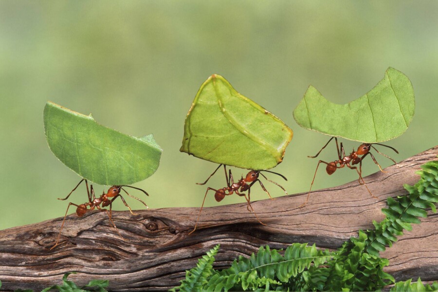 фобия муравьев