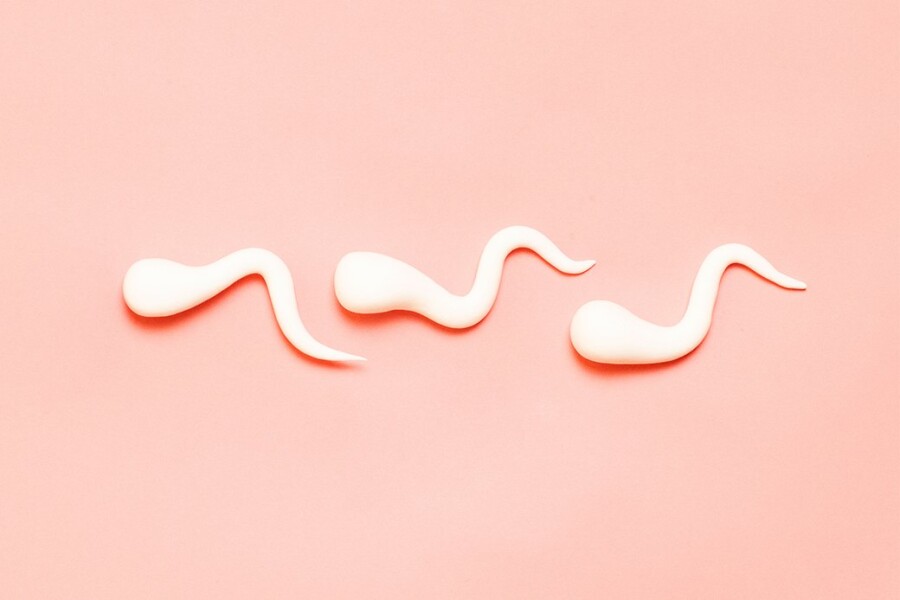 что такое сперматозоид