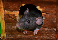 Самые эффективные способы как избавиться от мышей в квартире