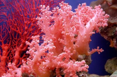 Почему так важно сохранить коралловые рифы