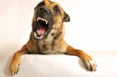 Как избавиться от панического страха перед собаками?