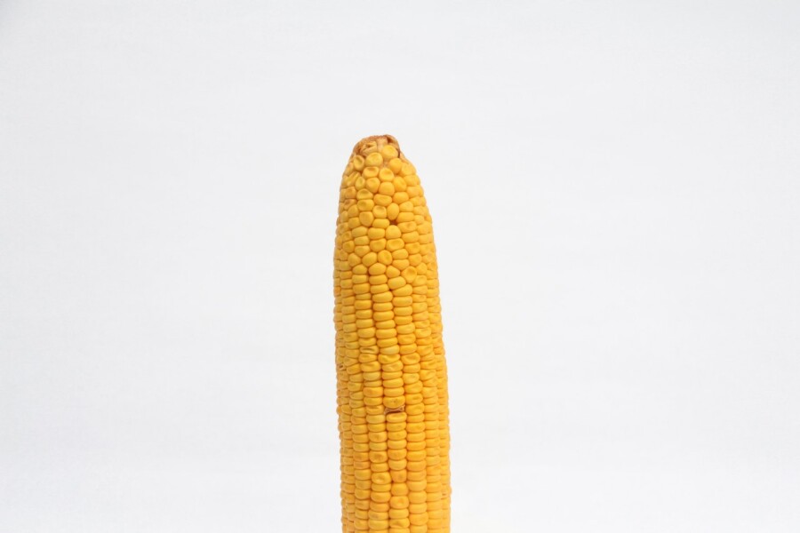 толстая кукуруза