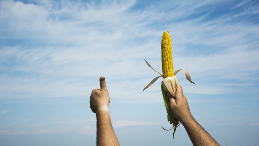 кукуруза в руке