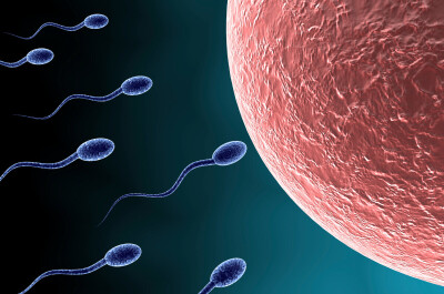 Сперма: что это такое, как она вырабатывается и из чего состоит эякулят