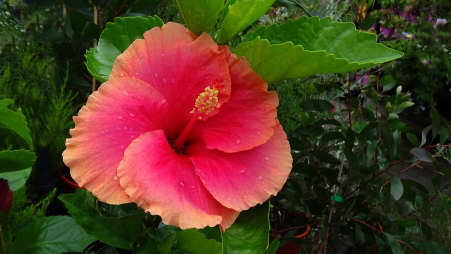 Гавайская роза