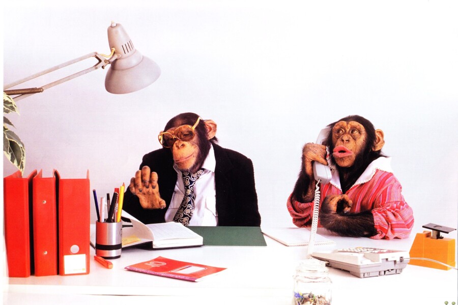обезьяны за работой