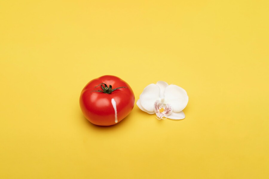 помидор с капелькой и цветком