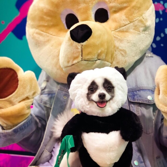 Huxley the Panda Pupp (@huxleythepandapuppy)