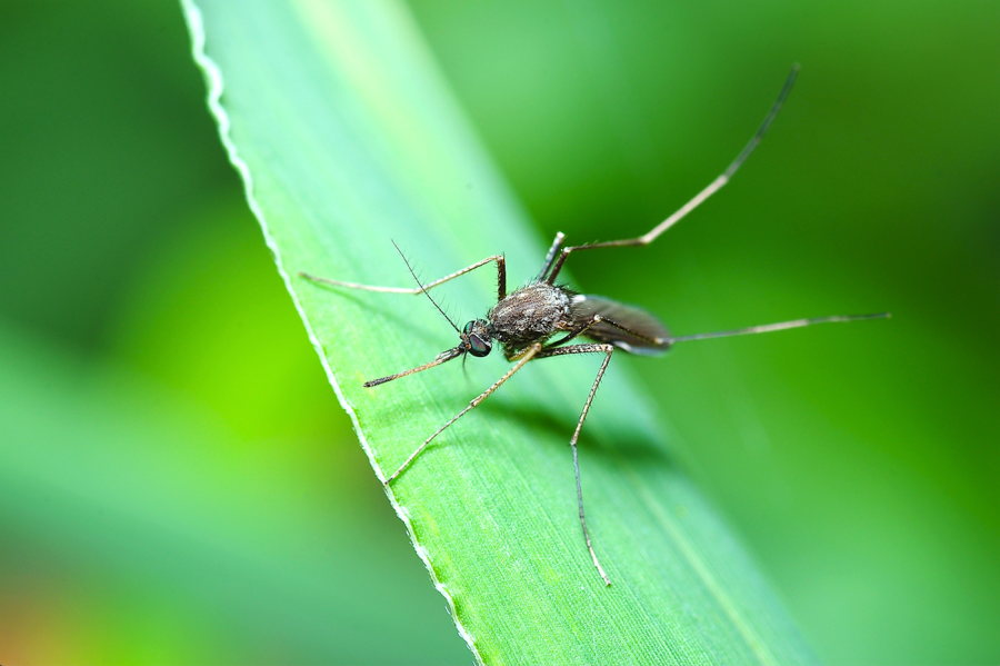 советы по уничтожению комаров
