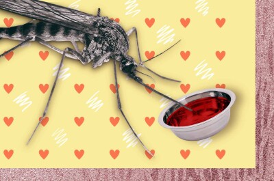 Почему комаров тянет к человеческой крови?