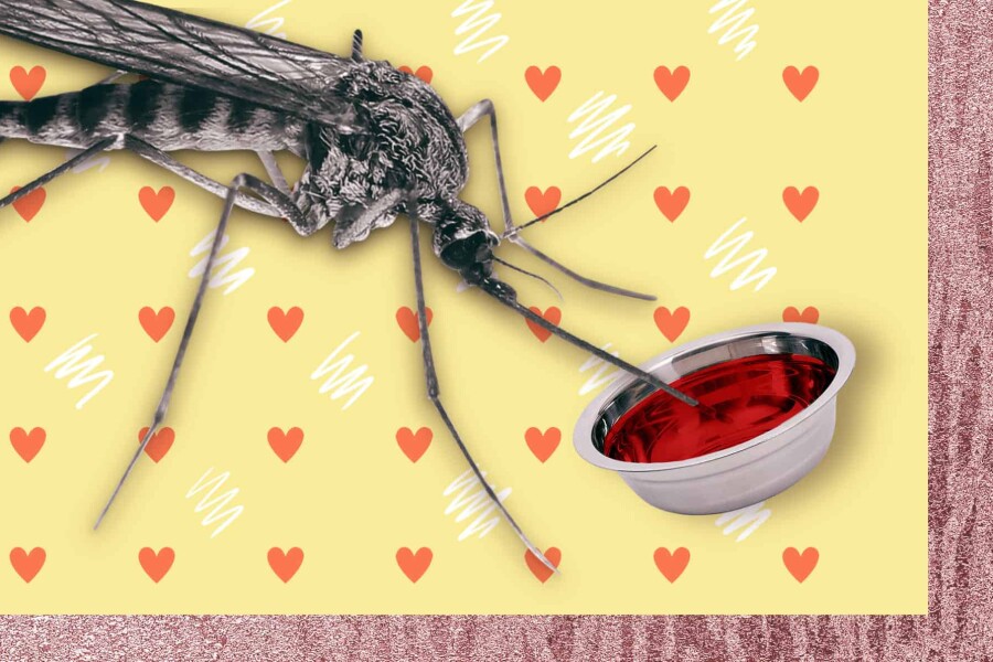 Зачем комарам кровь человека