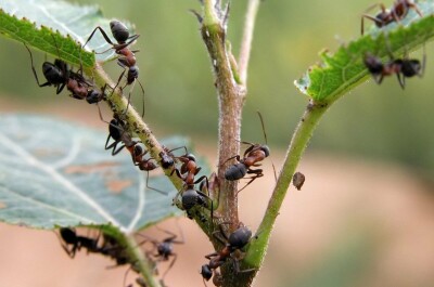 Простые способы как избавиться от муравьев в теплице