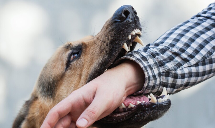 Как избавиться от страха собак