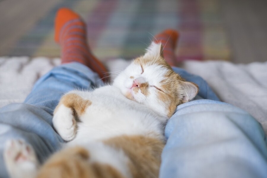 Почему коты спят на человеке