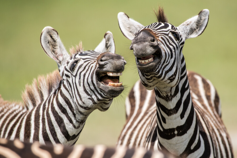 смешные зебры