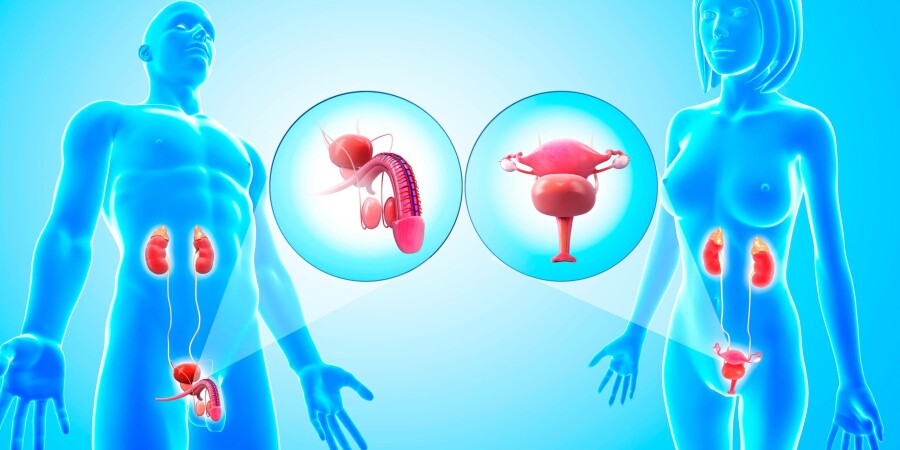женская и мужская репродуктивная система