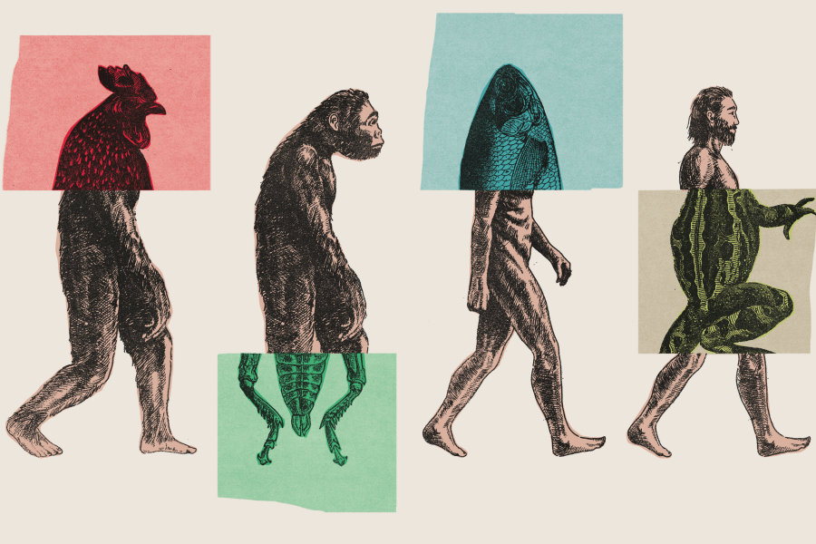 эволюция человека