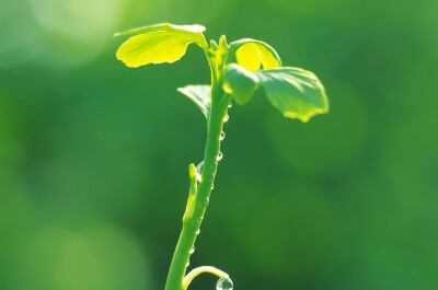 Растительная флоэма – что это и какова ее роль в фотосинтезе?