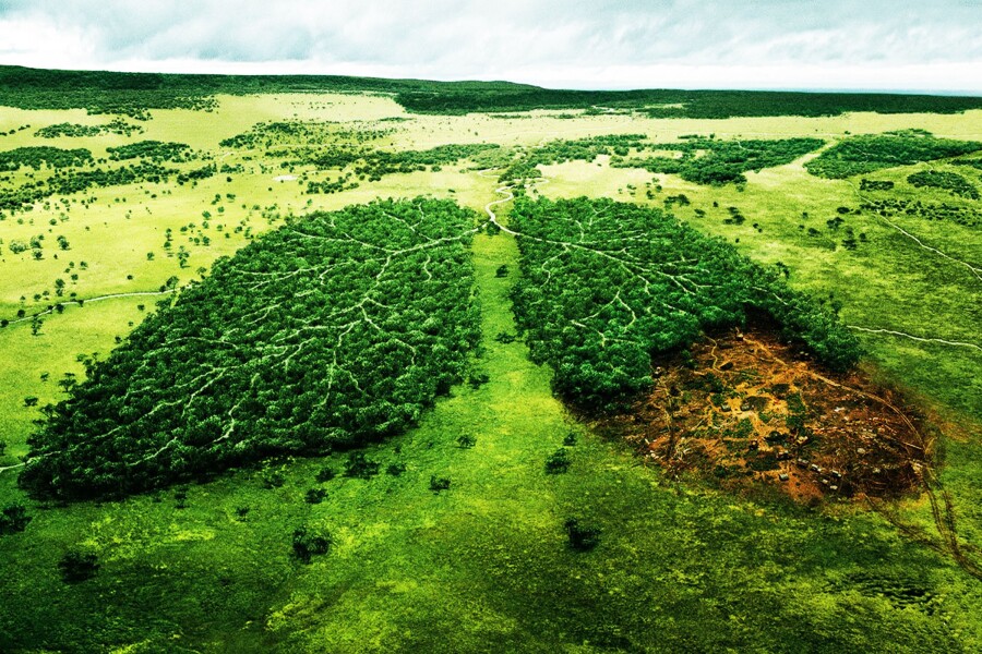 Запрет на вырубку леса