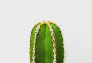 Что такое залупа и почему значение этого слова изменилось?