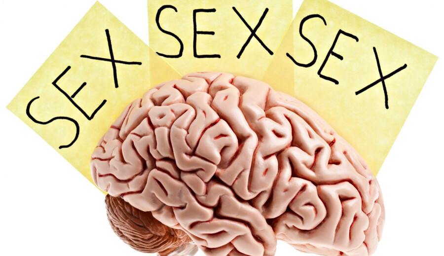 мозг настроенный на секс