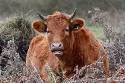 Дикие коровы – какие виды существуют и можно ли их встретить сегодня?