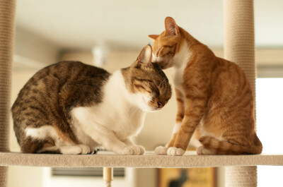 Как кошки общаются между собой