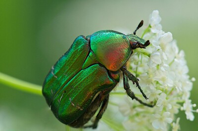 Как бороться с майским жуком и его личинками