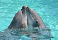 Как общаются дельфины: удивительное рядом