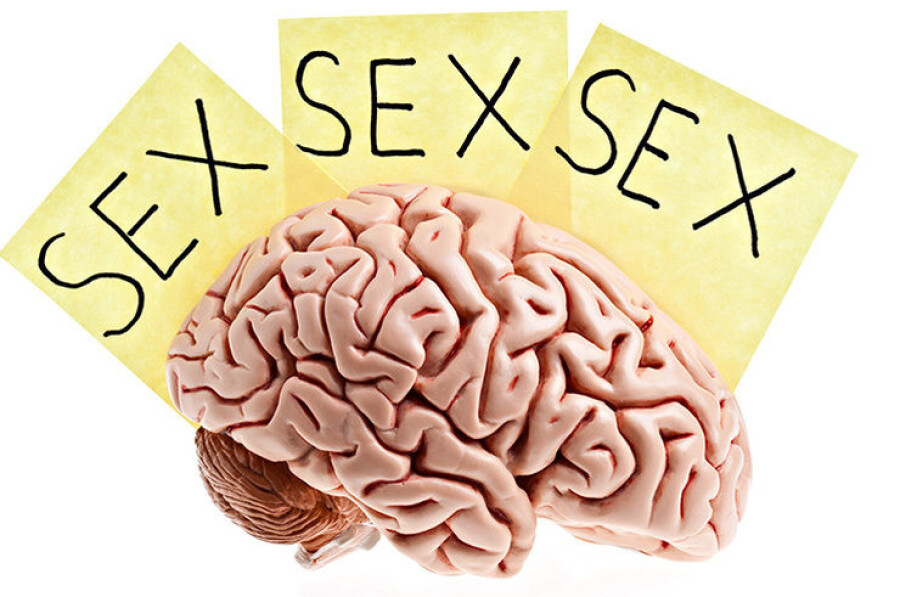 Мозг как самый элегантный сексуальный орган человека