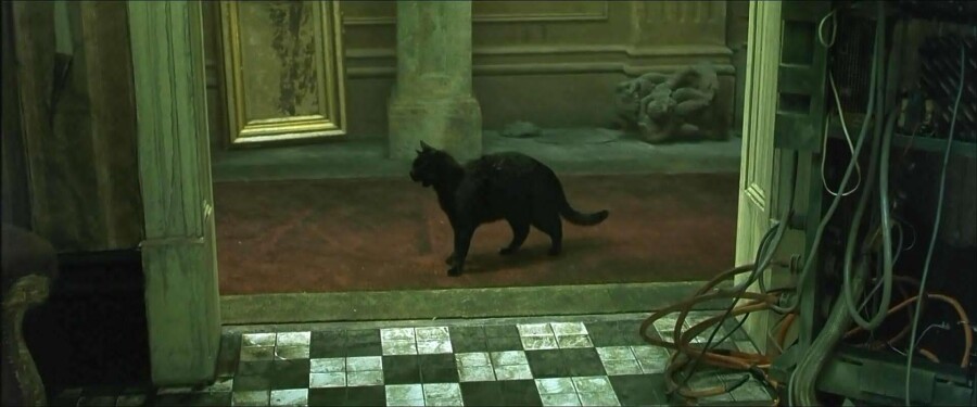 кадр с кошкой из фильма 