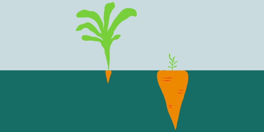 большая и маленькая морковка