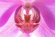 Можно ли «растянуть» влагалище сексом: мифы и факты