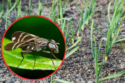Как бороться с луковой мухой на грядке