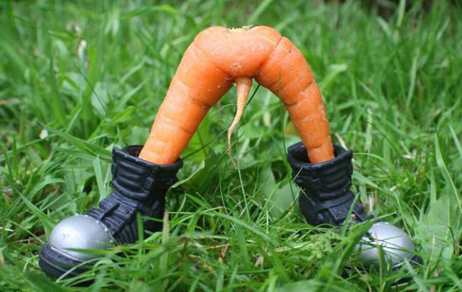 морковь в виде пениса