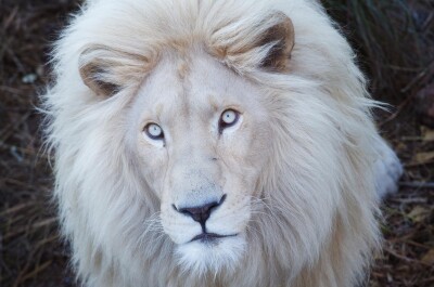 Тайна животного мира — есть ли в природе белые львы и где они обитают?