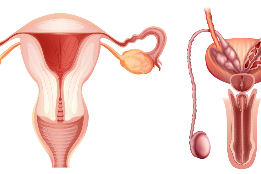 женская и мужская репродуктивная система