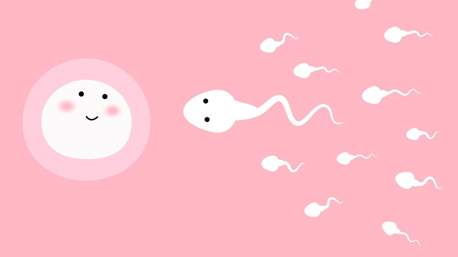 сперматозоиды и яйцеклетка