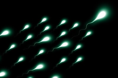Семя «отца микробиологии»: история спермы под микроскопом