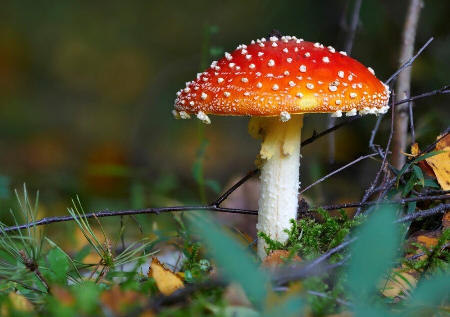 фобия грибов