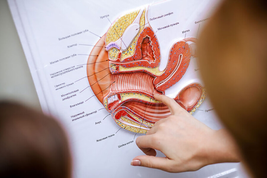 анатомия женских половых органов