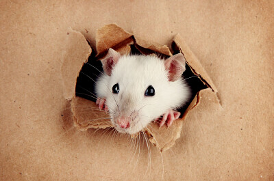Как избавиться от крыс в доме или квартире