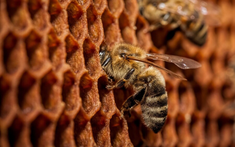 как общаются медоносные пчелы
